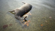 Deer in 4 Michigan counties infected with EHD. Should we be worried?