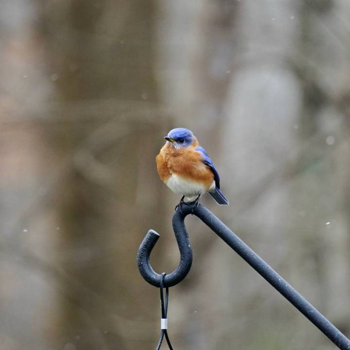 Birding: Birds with a slower pace live longer