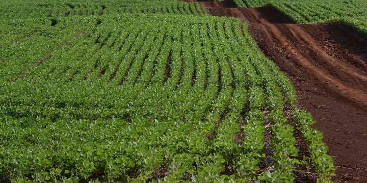 El agro reclama que la quita de retenciones sea definitiva para que la Argentina tenga ingreso genuino de dólares