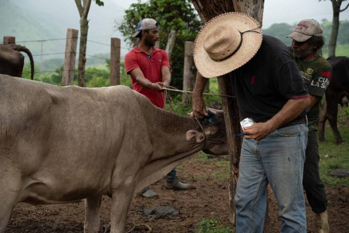 Se dio atención inmediata a caso de gusano barrenador en NL: Sader