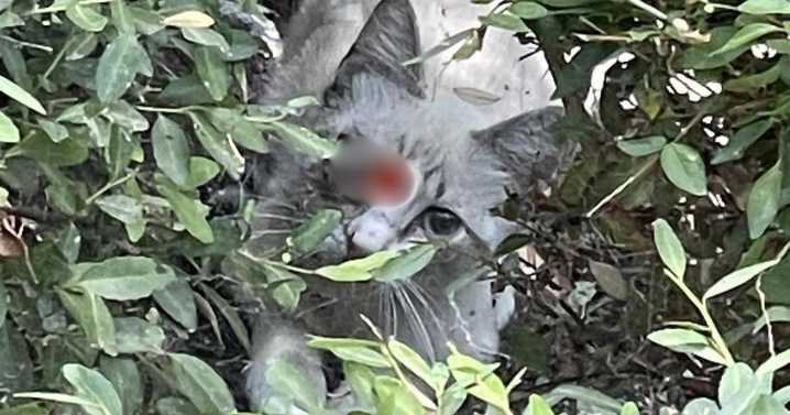 Man charged after kitten shot in the eye with a dart, Rowlett police say
