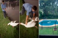 Se robó dos gansos de un lago público y los llevó a la pileta de su casa