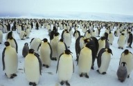 Cambio climático en la Antártida: científicos alertan sobre un futuro “catastrófico”