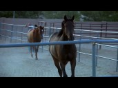 Former racehorses find second chance at Arizona rescue