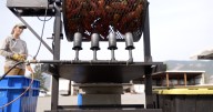 Montana Ag Network: Arlee farm brings peppers and the heat