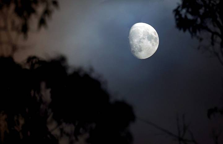 Photo | Moon rises through eucalyptus branches in Santa Cruz