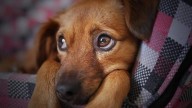 Riesgos de la pirotecnia en fiestas patrias: cómo afecta a tus mascotas y qué precauciones debes tomar