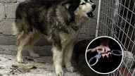 Periodistas rescatan a perro abandonado pero su buena acción podría llevarlos a la cárcel