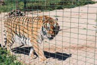 Oklahoma tiger caretaker killed at animal preserve