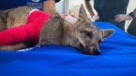 Un zorro perro atropellado en Barbosa inicia recuperación en el Valle de Aburrá