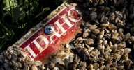 ISDA: Quagga mussels remain, but in reduced area of the Snake river