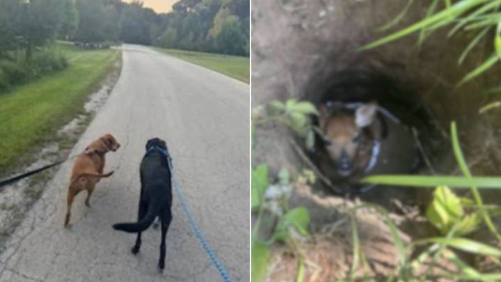 Shelter Dog From Illinois Saves A Tiny Animal’s Life After Discovering It Trapped In A Hole
