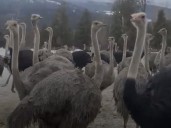Ostrich farm wins interim stay of order to cull birds over bird flu