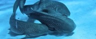 Leopard Shark 'Three-Way' Caught on Tape in a Scientific First