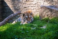 Tigre mata a su cuidador en una reserva de Oklahoma
