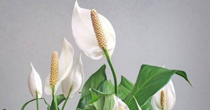 'One cup' of common food makes water peace lilies 'explode with flowers'