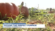 Pumpkin Patch at Old Baker Farm opens for the season