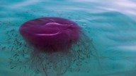 Stinging pink meanie jellyfish spotted washing ashore along Texas coast