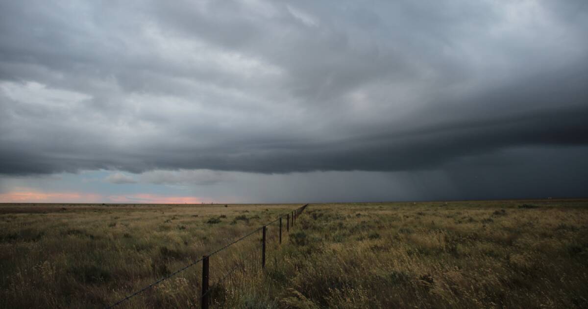 Rain boosts southern NSW crops but dips grain prices