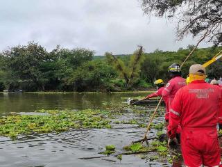 Complican lluvias la extracción del lirio acuático en Yosocuta