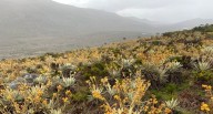 El páramo más grande en Cundinamarca tendrá nuevos frailejones mediante donaciones: participe