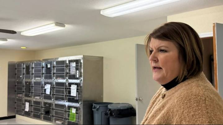 Longview Humane Society campus to waive cat adoption fees