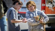 Maltrato animal: canales de denuncia y servicios de esterilización