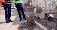 Encuentran restos óseos en Cusco: se trataría de una momia prehispánica
