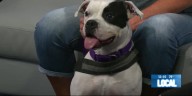 2nd Chance Pet: Poppy