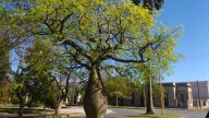 El árbol que resiste a la sequía, da mucha sombra y es ideal para la casa