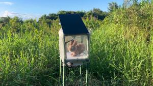 Robot rabbits trick snakes to control invasive python population