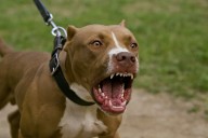 Pitbull ataca sin control a mujer de 73 años y la deja al borde de la muerte, en Iztapalapa