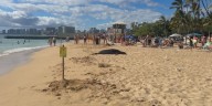 Monk seal spotted at Kaimana Beach