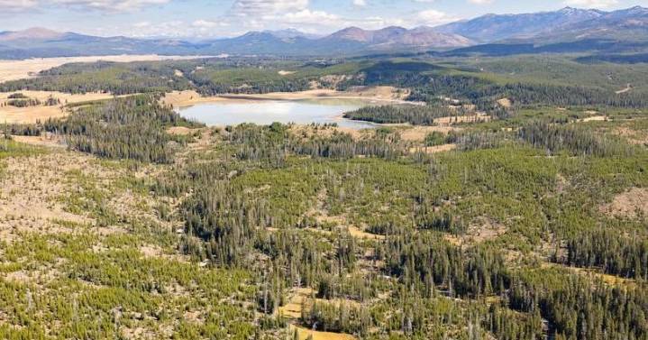 Hiker injured by bear on Turbid Lake Trail in Yellowstone National Park