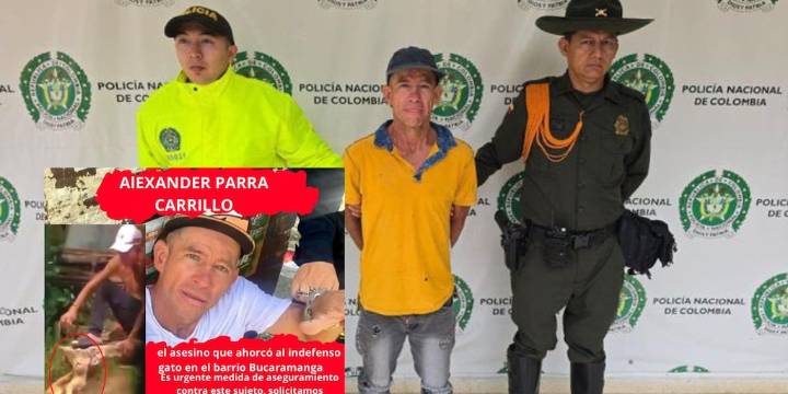 Condenado por asfixiar al gato ‘Michyn’ quedó libre en Bucaramanga