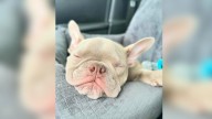 Texas Puppy Overcomes Inborn Backward Leg Syndrome Thanks To Someone Special Who Never Gave Up