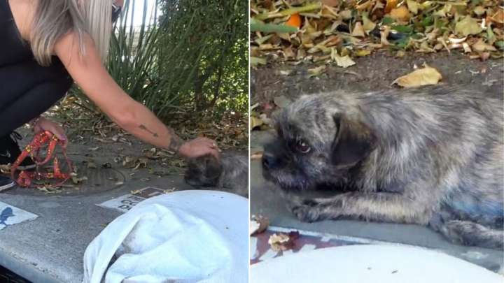 California Owners Abandon Puppy In Industrial Area, Leaving Him Heartbroken And Confused