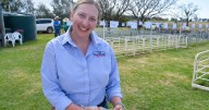 Wool market surge and unbeaten run boost optimism for NSW growers