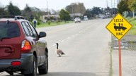 Suspect charged with animal cruelty after flock of 7 geese struck and killed by car in Spotswood, NJ