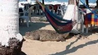Cocodrilo estuvo a punto de comerse a un bebé en la playa