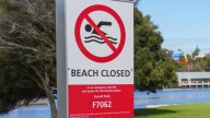 Bullsharks filmed in Swan River by tradies working above on Fremantle Traffic Bridge