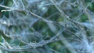 Those Webs Covering Your Shrubs Aren't Spiders. Here's What They Are & What To Do About It