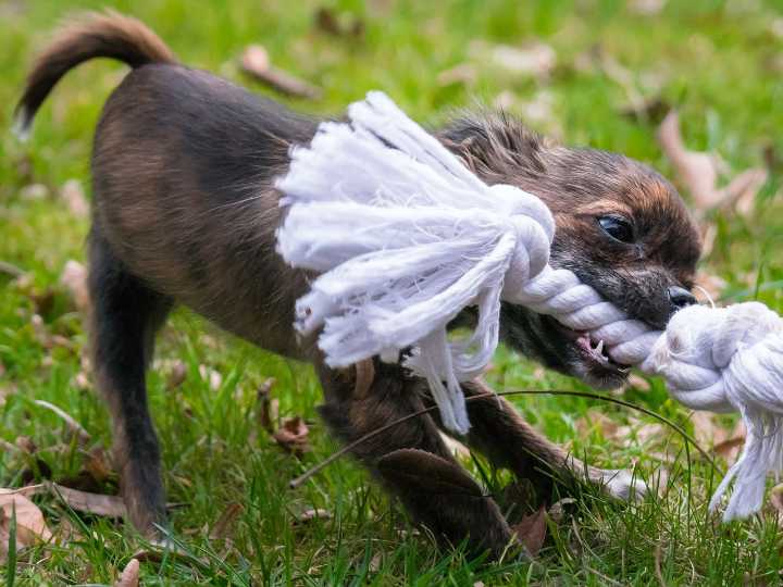 7 Best Dog Rope Toys