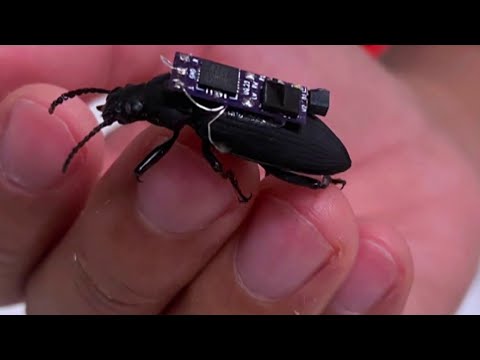 'Cyborg' beetles being developed to help in rescue efforts