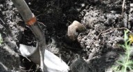 Hallan fosa clandestina en Guanajuato; Fiscalía recupera 17 cuerpos