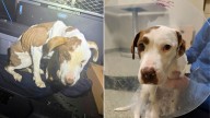 Pennsylvania Officer Came Across A 19-Pound Pup And Realized She Needed Immediate Care