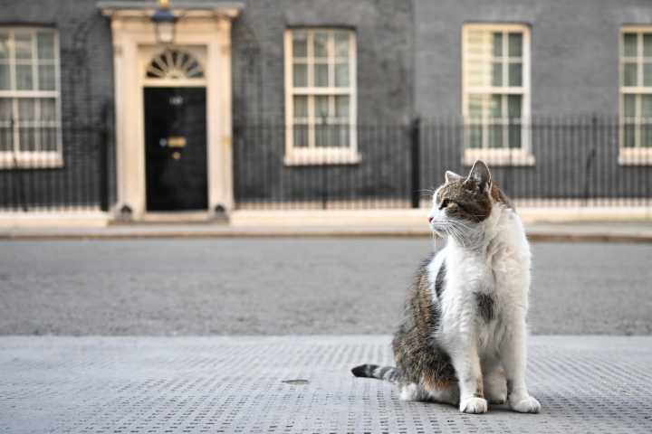 The evolution of the political animal