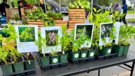 Why fall is the best time to plant native perennials