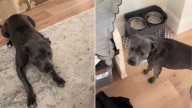 Texas Dog Uses Genius Tactics To Get What She Wants From Her Owner