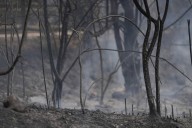 Los incendios son cada vez más frecuentes y dificultan que el bosque se recupere